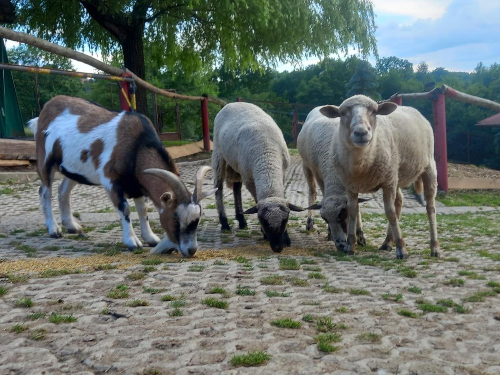 Koperkowe Rancho Beskid Wyspowy Domek Malopolskie Kamionna Kamionna  Exteriér fotografie