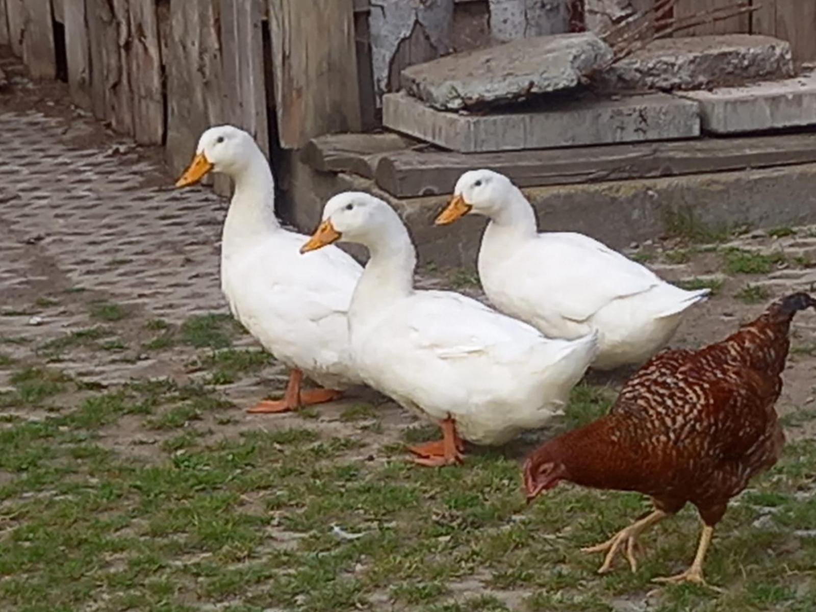 Koperkowe Rancho Beskid Wyspowy Domek Malopolskie Kamionna Kamionna  Exteriér fotografie