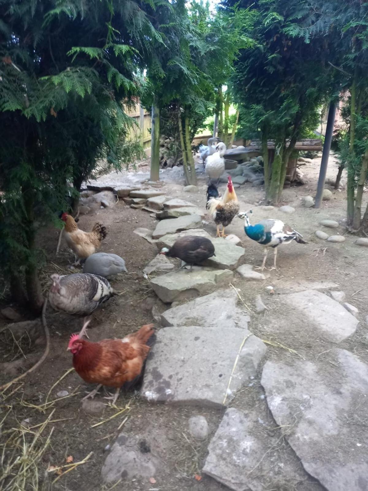 Koperkowe Rancho Beskid Wyspowy Domek Malopolskie Kamionna Kamionna  Exteriér fotografie
